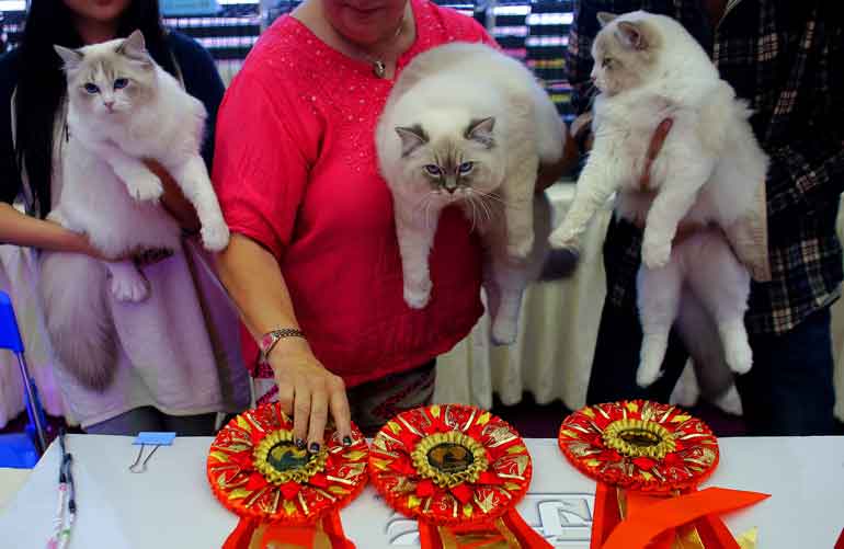 7. Ragdoll
