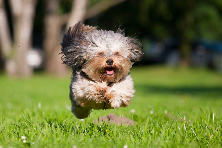 10. Never letting your pup run off-leash