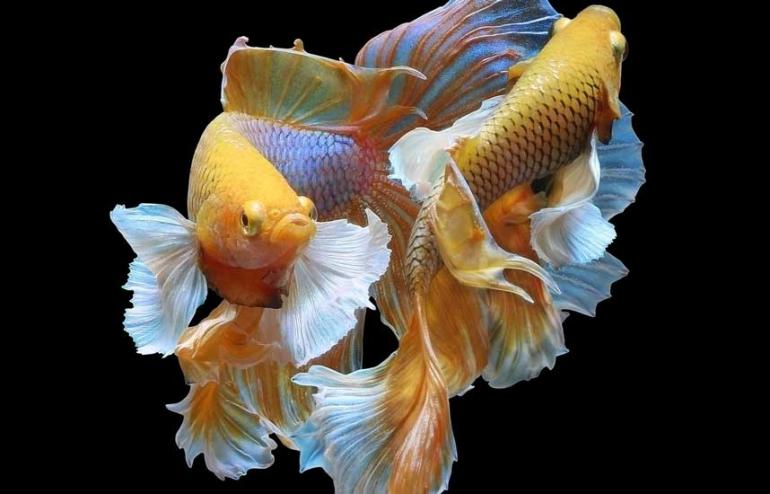 2. There's more fish in the sea