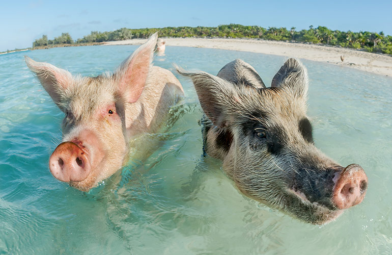 10. Pig Beach, The Bahamas