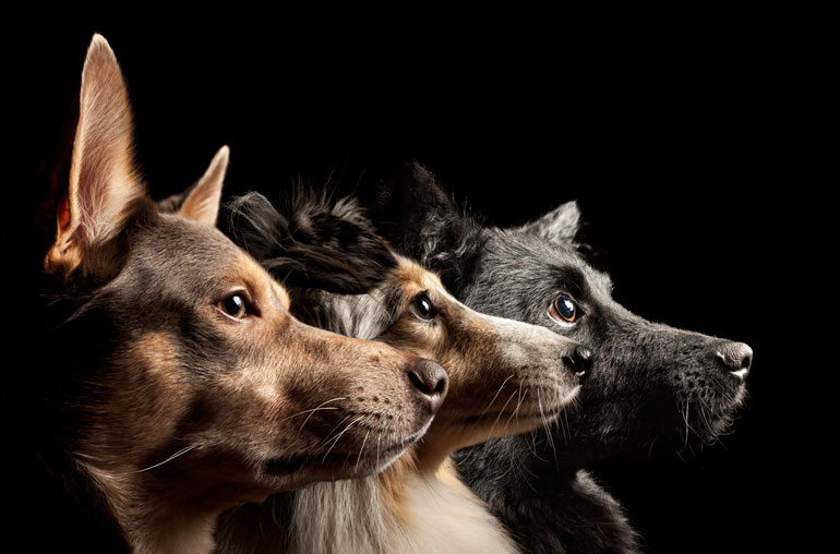 3. Dropping the leash and telling your dog to “make friends”