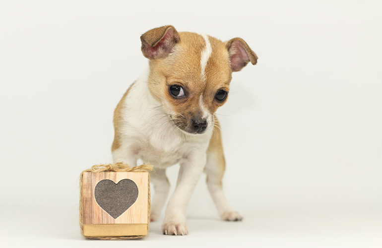 How our pets show their love