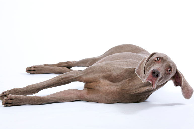 32. Forgetting to put your dog in your will