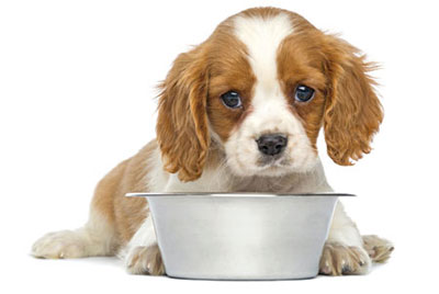 Feeding pet