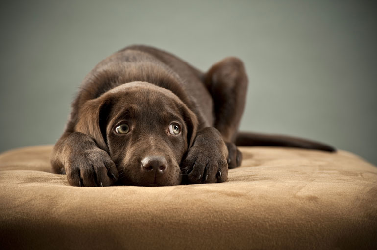 24. Consoling your dog when they whimper