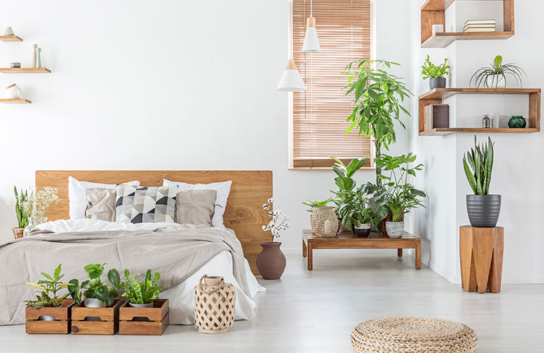 Create a healthy indoor garden