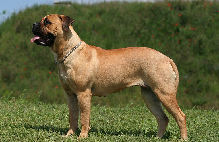 The biggest dog breed: English Mastiff