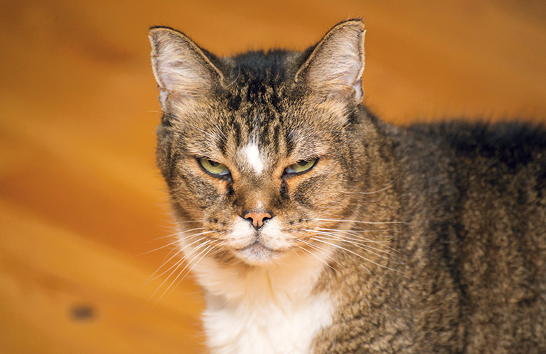 4 Reasons Why Your Cat May Be Cranky Reader s Digest Australia