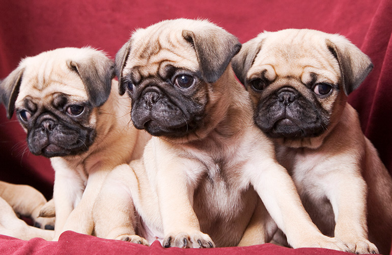A grumble of pugs