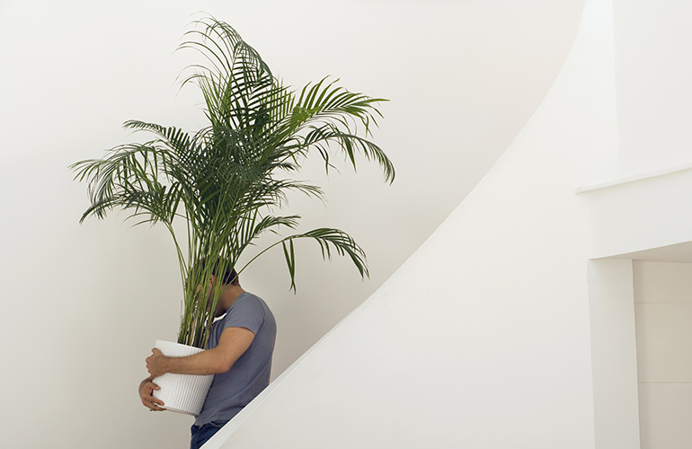 Position plants carefully