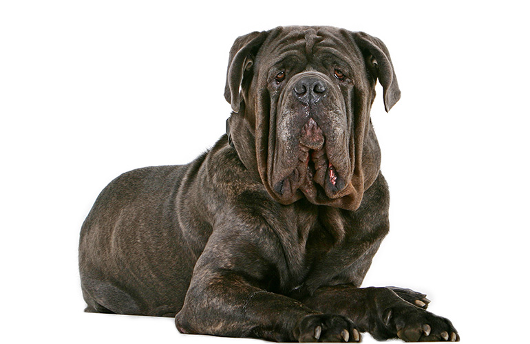 Runners-up: Neapolitan Mastiff