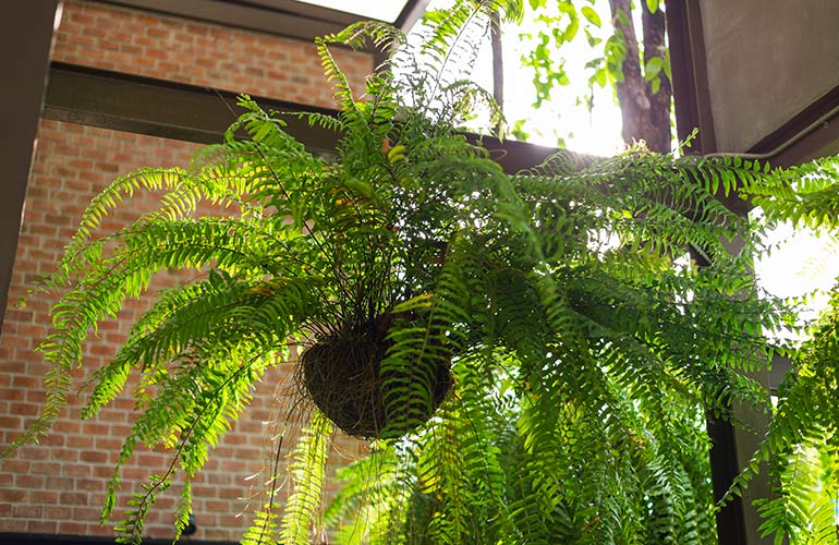 Boston fern