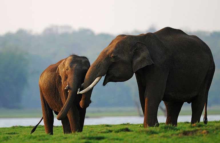 Elephants