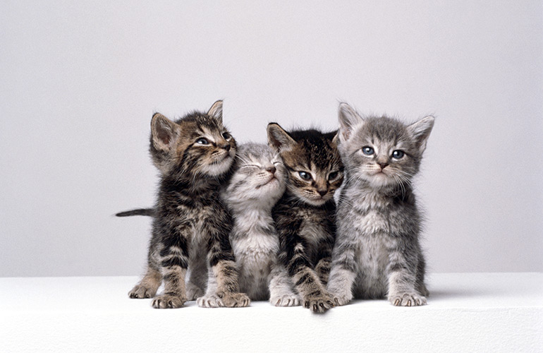 A kindle of kittens