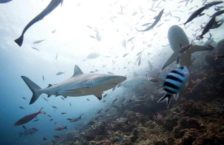 Swim with sea life