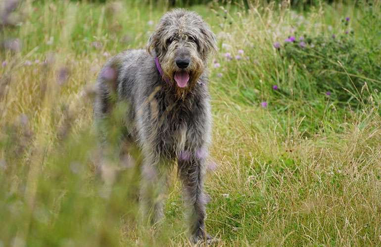 Runners-up: Irish Wolfhound