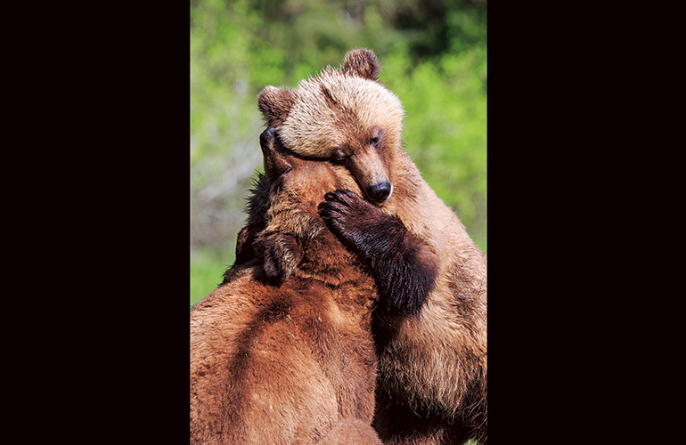Bear hugs
