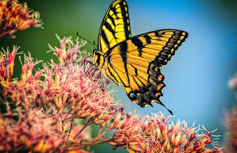 Butterflies