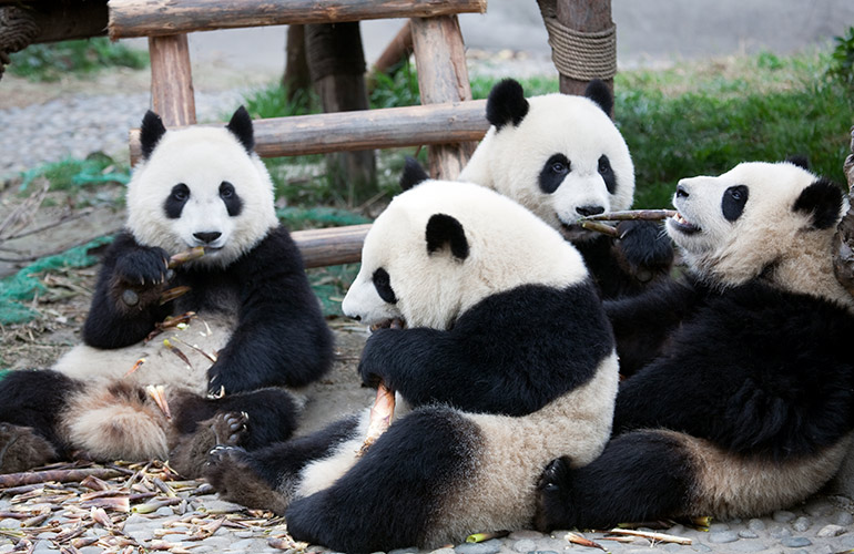 An embarrassment of pandas
