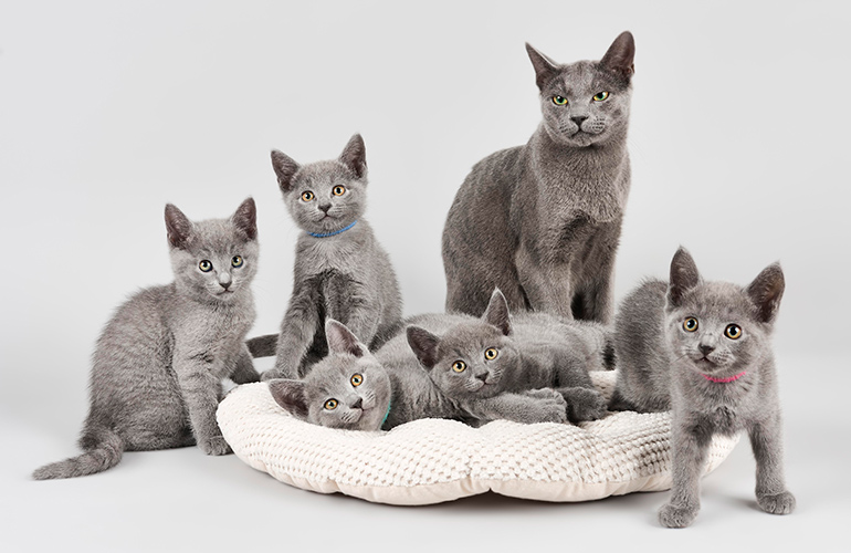 Living in a Multi-Cat Household 