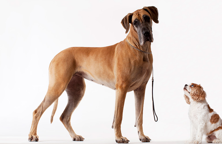 Runners-up: Great Dane