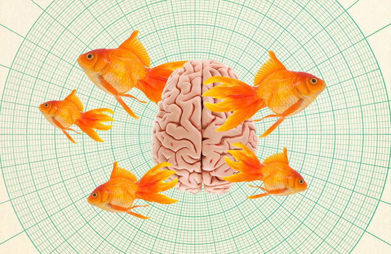 How long is the memory of a goldfish?