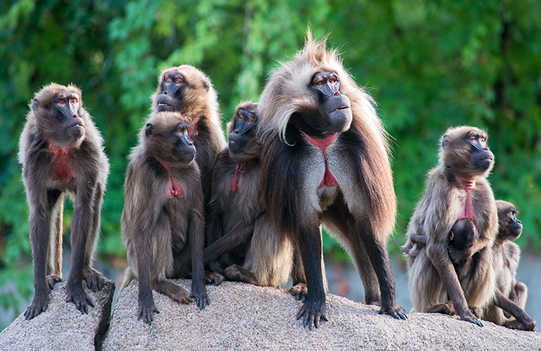 A congress of baboons