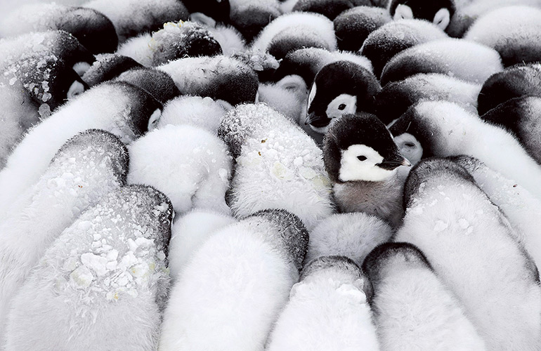 Cuddling for survival 