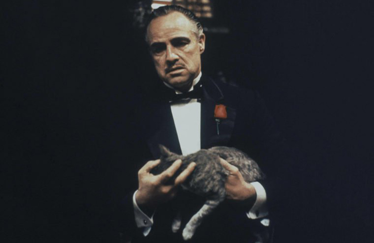 The cat in The Godfather was a stray