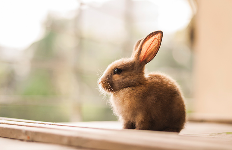 Bunnies