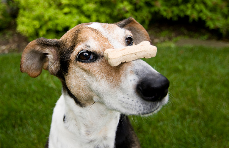 5 Make your dog work for their food
