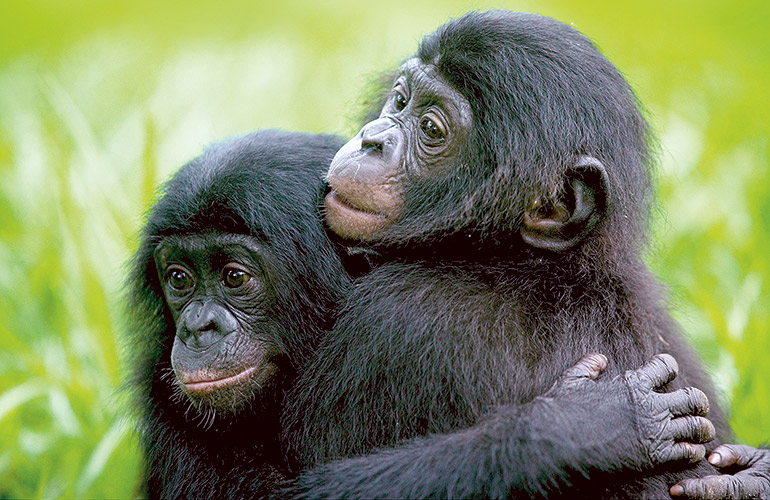 Pacifist primates