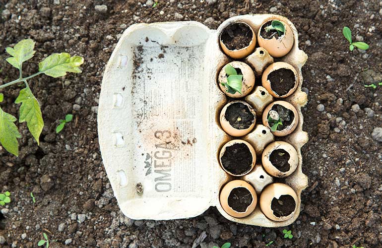 Use eggshells to start a herb garden