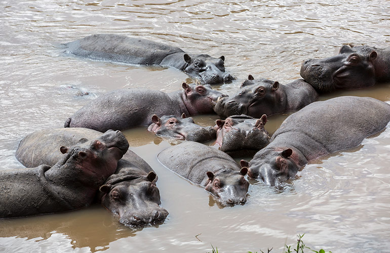 A bloat of hippopotamuses