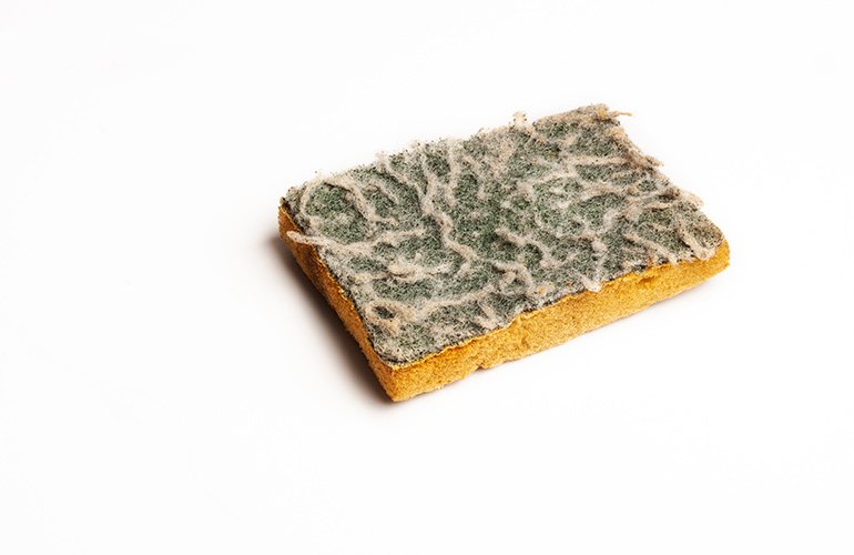Old dish sponges