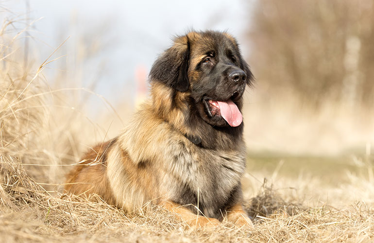 Runners-up: Leonberger