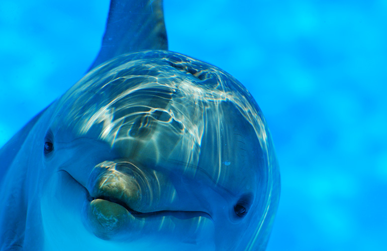 Dolphins