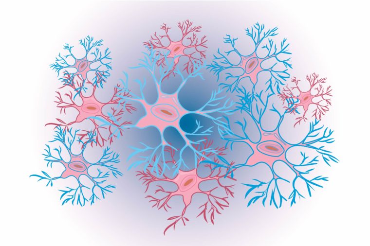 The majority of brain cells aren’t neurons