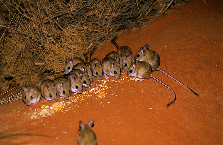 A mischief of mice