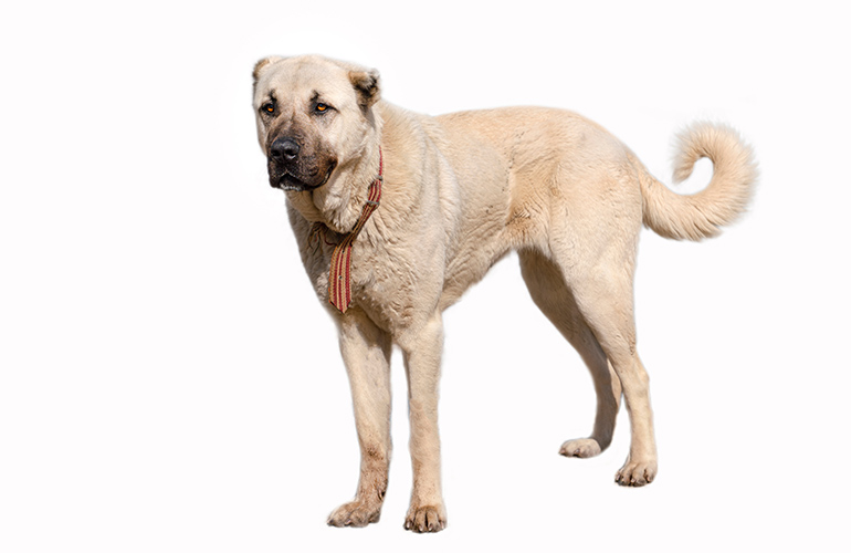 Runners-up: Anatolian Shepherd