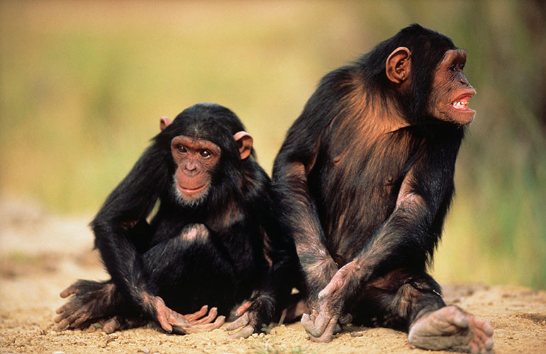 Chimpanzees