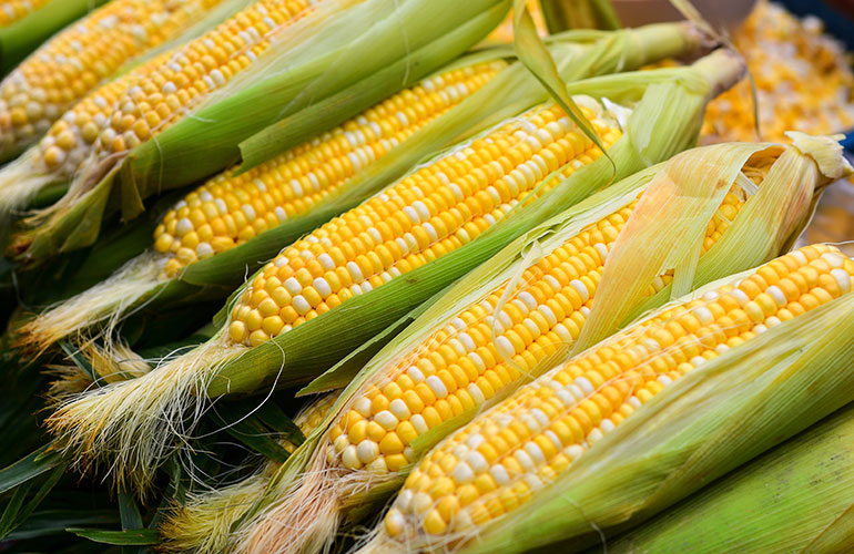 Corn on the cob