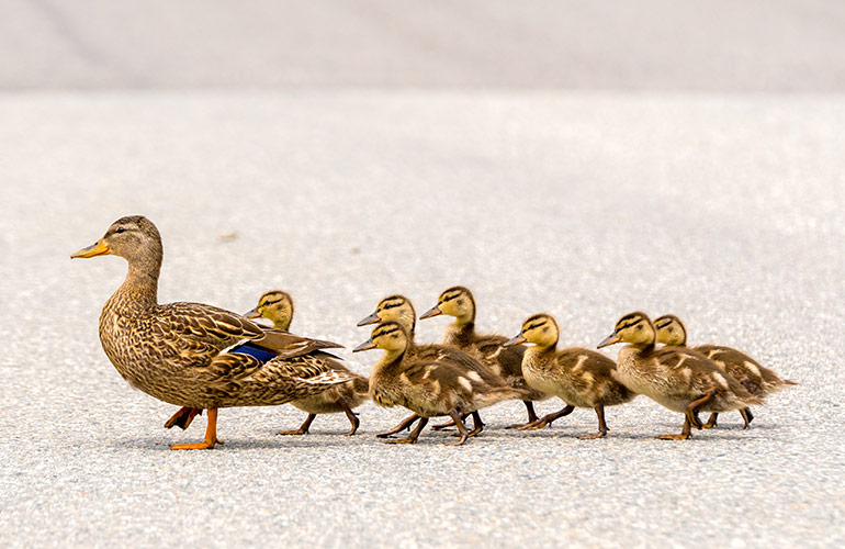 A dropping of ducks