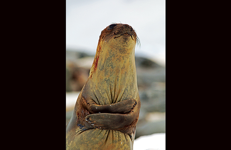 Self-hugging seal