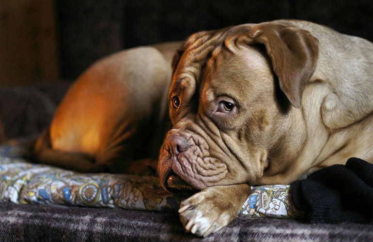 Runners-up: French Mastiff