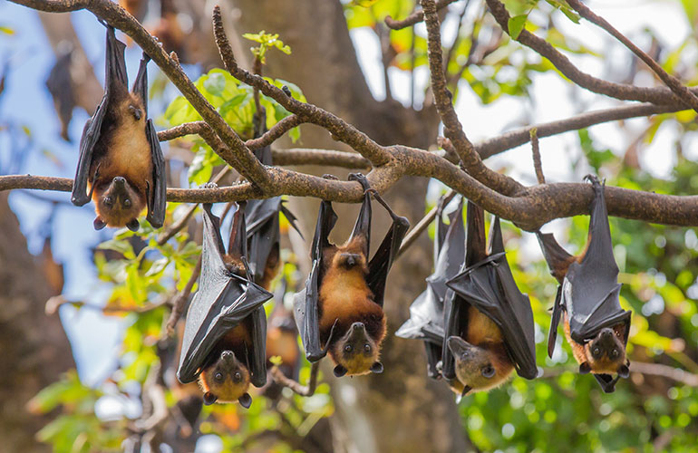 Bats