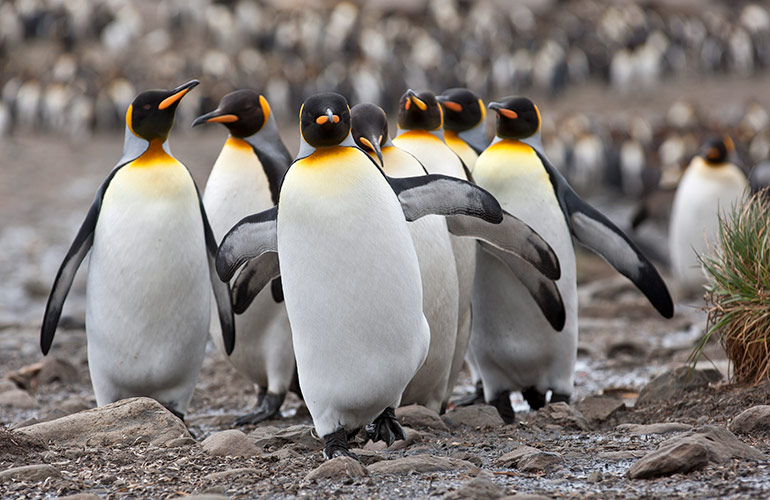 A waddle of penguins