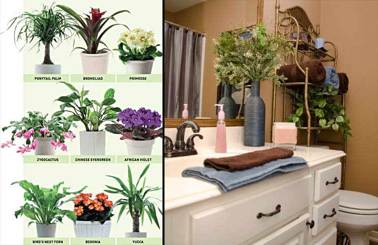 3. Best flower types for bathrooms