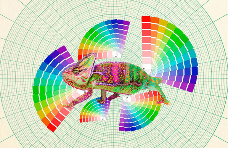 Why do chameleons change colours?