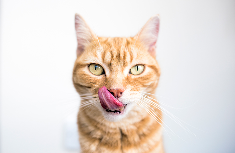 Cats